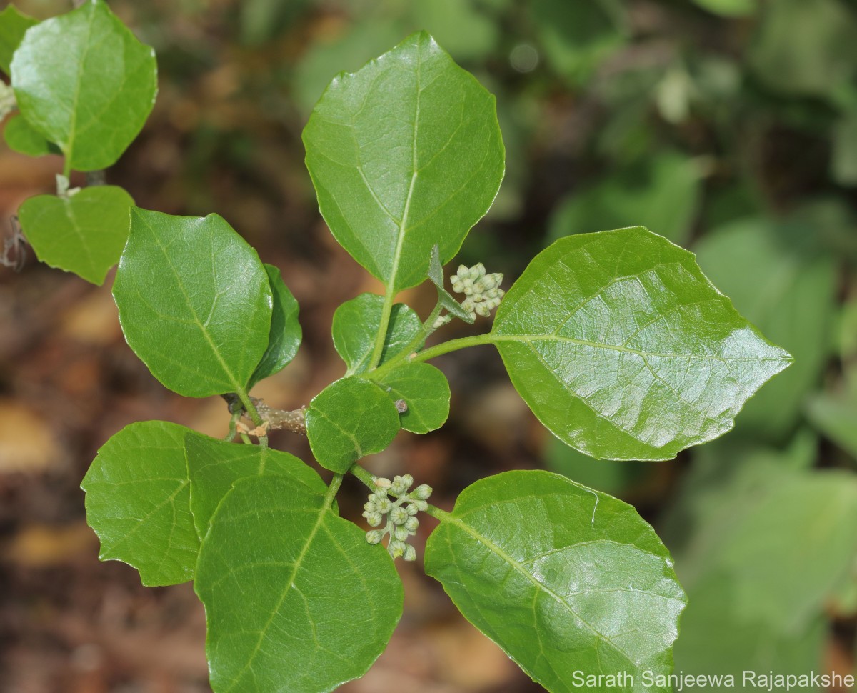 Cordia dichotoma G.Forst.